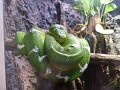 Green Snake (2)